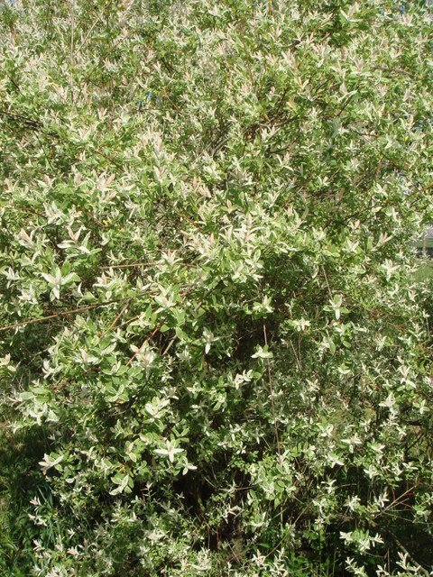 Salix integra 'Hakuro Nishiki' P18 P19